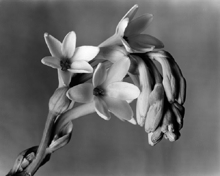 Imogen Cunningham