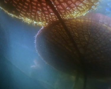 VISIONES CONTEMPORANEAS CANDELA SOTOS